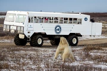 Classic Churchill Polar Bear Experience