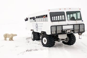 Churchill Polar Bears: Subarctic Wildlife Adventure