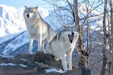 Ultimate Anchorage Winter Wildlife & Sunset Tour