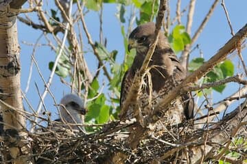 Colorado's Birds of Prey Full-Day with Lunch