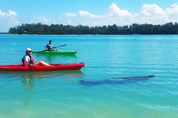 Kayaking with coastal wildlife in Sarasota Bay