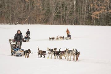 Ultimate Dog Sledding Tour - Day trip from Ottawa & Gatineau