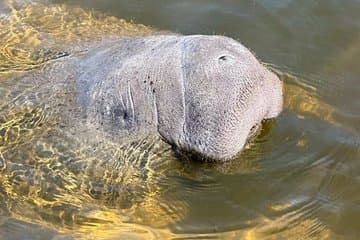 Manatee Watching Experience with Guaranteed Sighting
