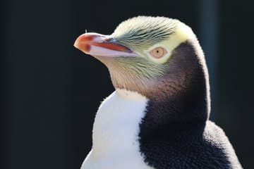 Dunedin Guided Penguin & Wildlife Tour and Peninsula Castle